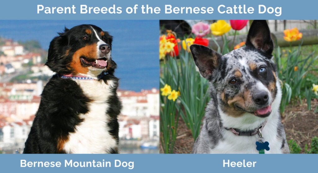 Parent Breeds of Bernese Cattle Dog