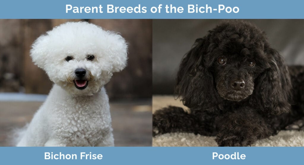 Parent Breeds of the Bich-Poo