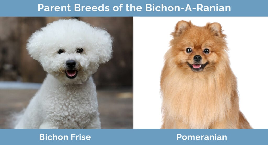 Parent Breeds of the Bichon-A-Ranian