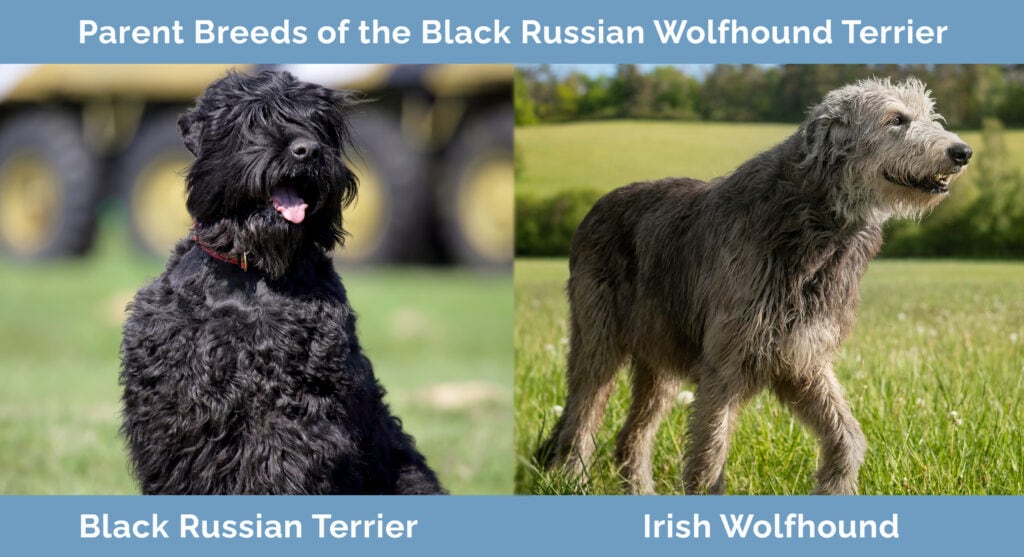 Parent Breeds of Black Russian Wolfhound Terrier