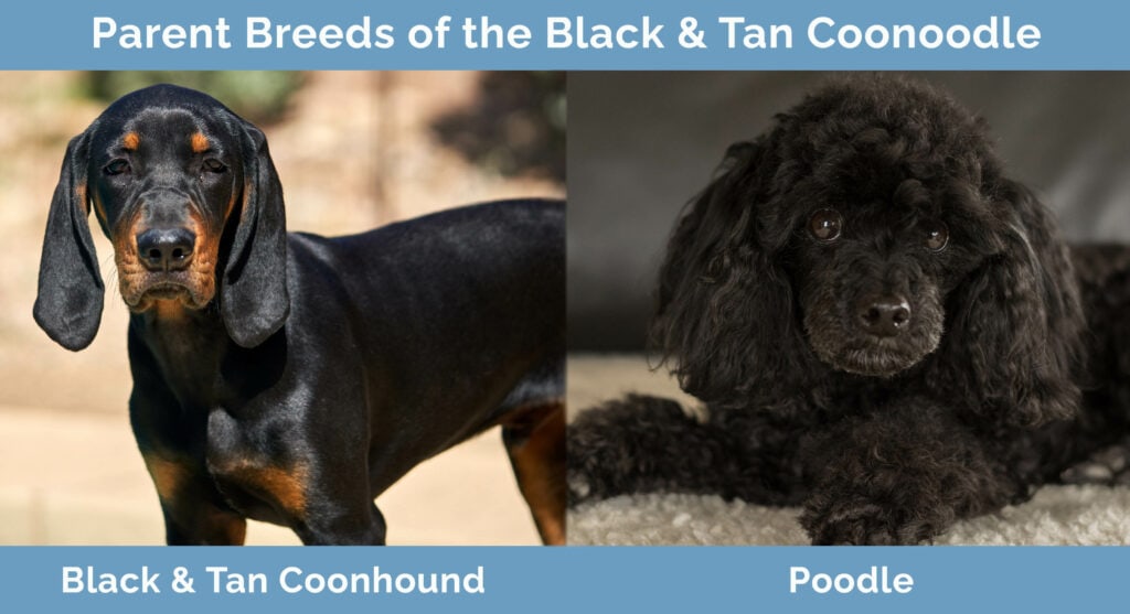 Parent Breeds of the Black & Tan Coonoodle