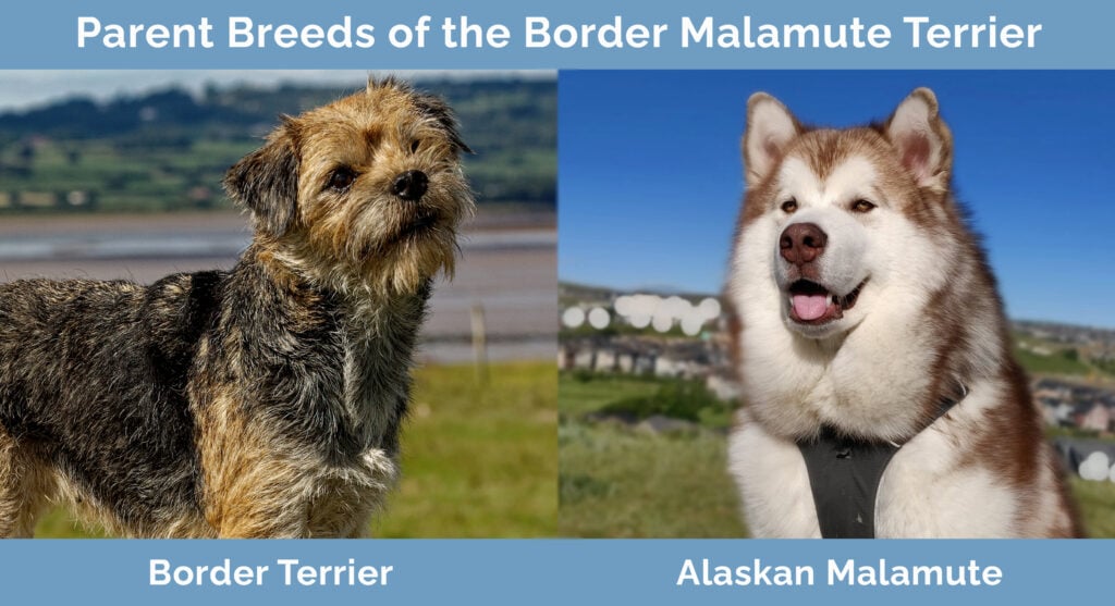 Parent Breeds of the Border Malamute Terrier