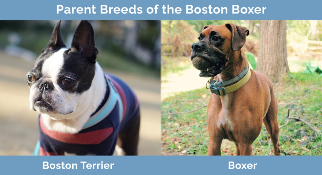 Parent Breeds of the Boston Boxer