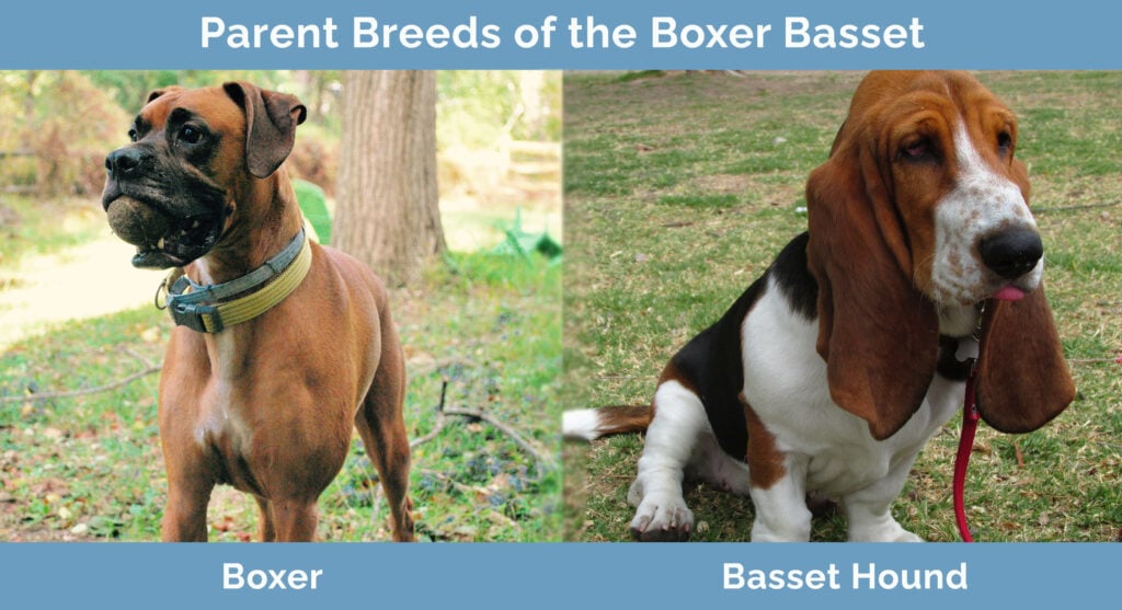 Parent Breeds of the Boxer Basset