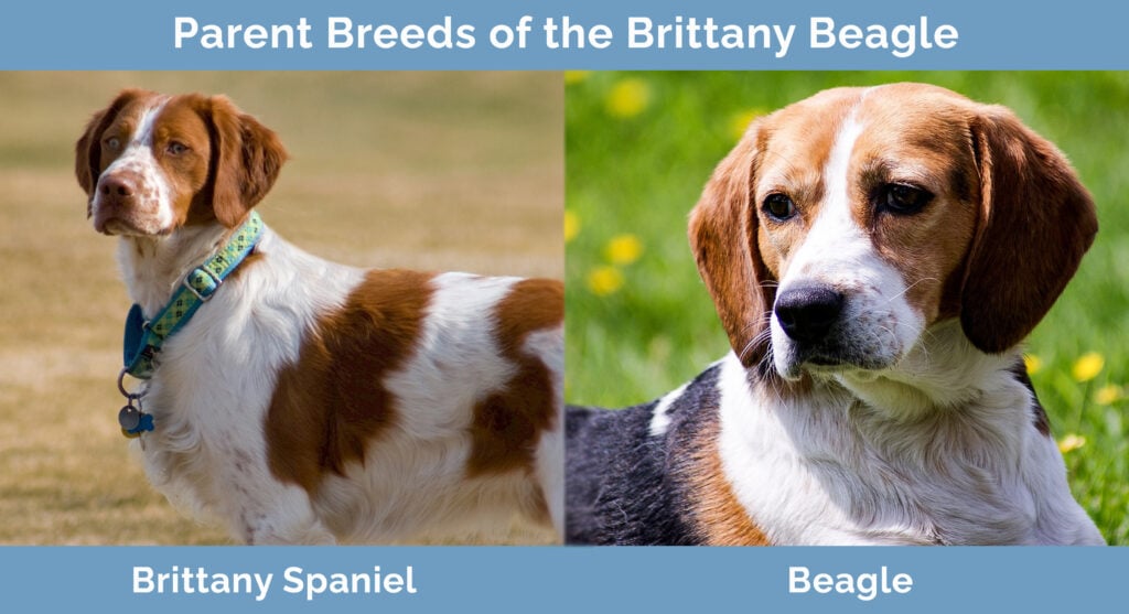Parent Breeds of the Brittany Beagle