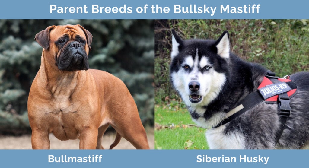Parent Breeds of the Bullsky Mastiff
