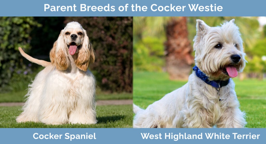 Parent Breeds of the Cocker Westie