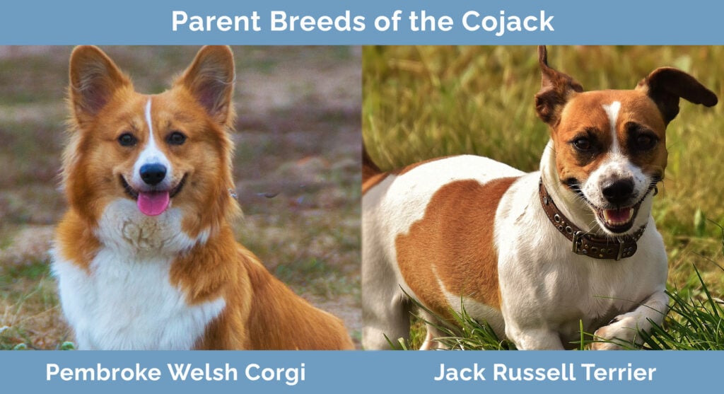 Parent Breeds of the Cojack