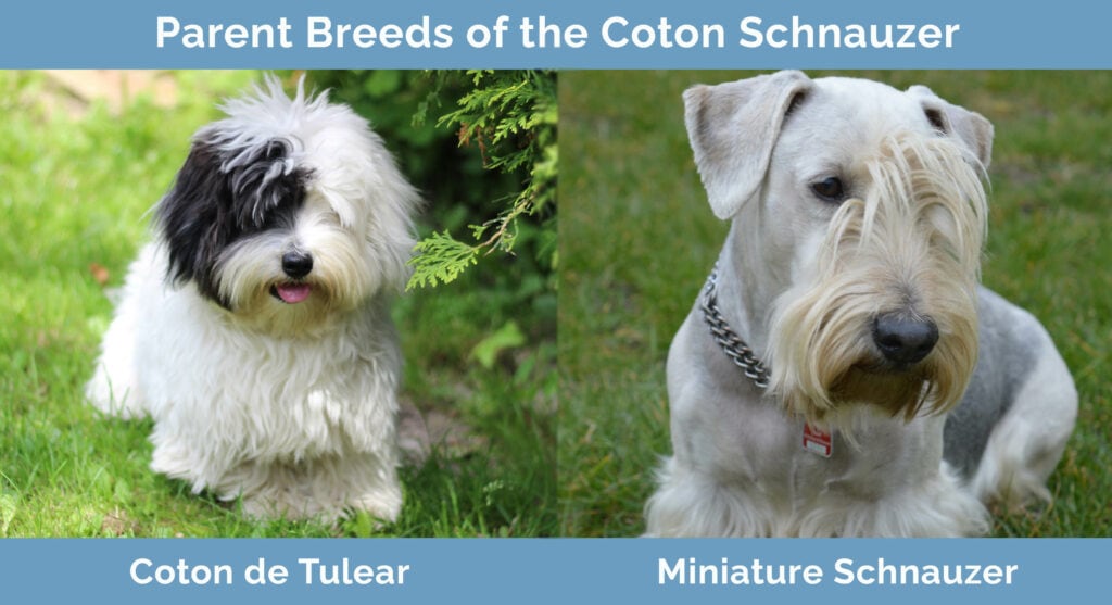 Parent Breeds of the Coton Schnauzer