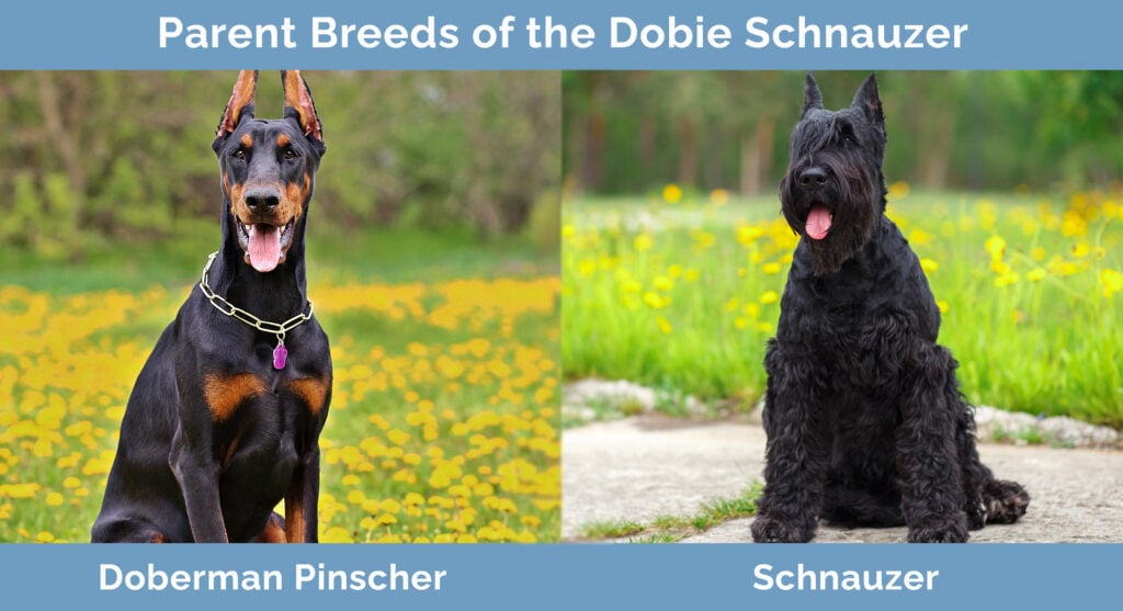 Parent Breeds of the Dobie Schnauzer