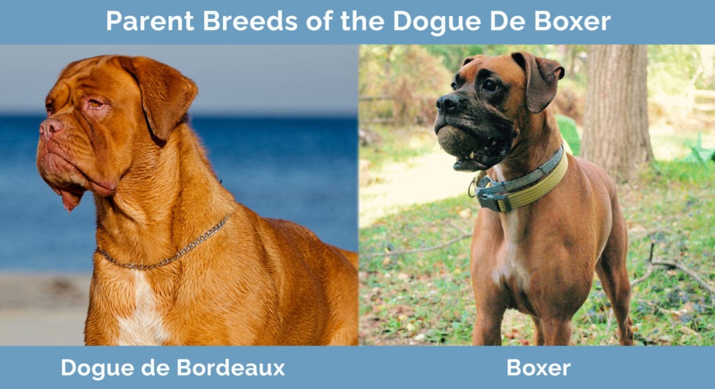 Parent Breeds of the Dogue de Boxer