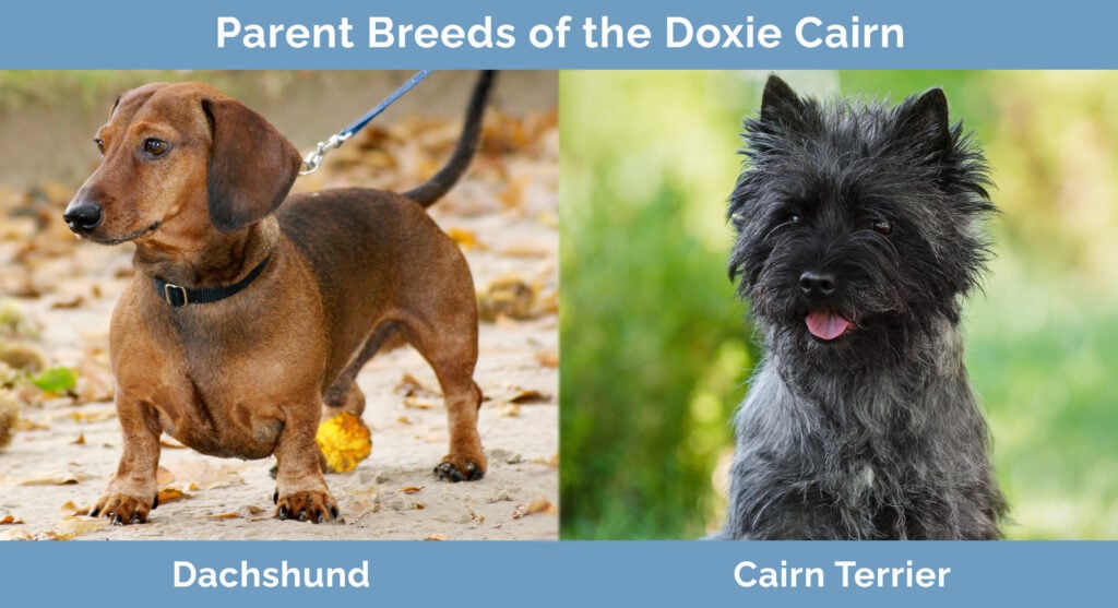 Parent Breeds of the Doxie Cairn