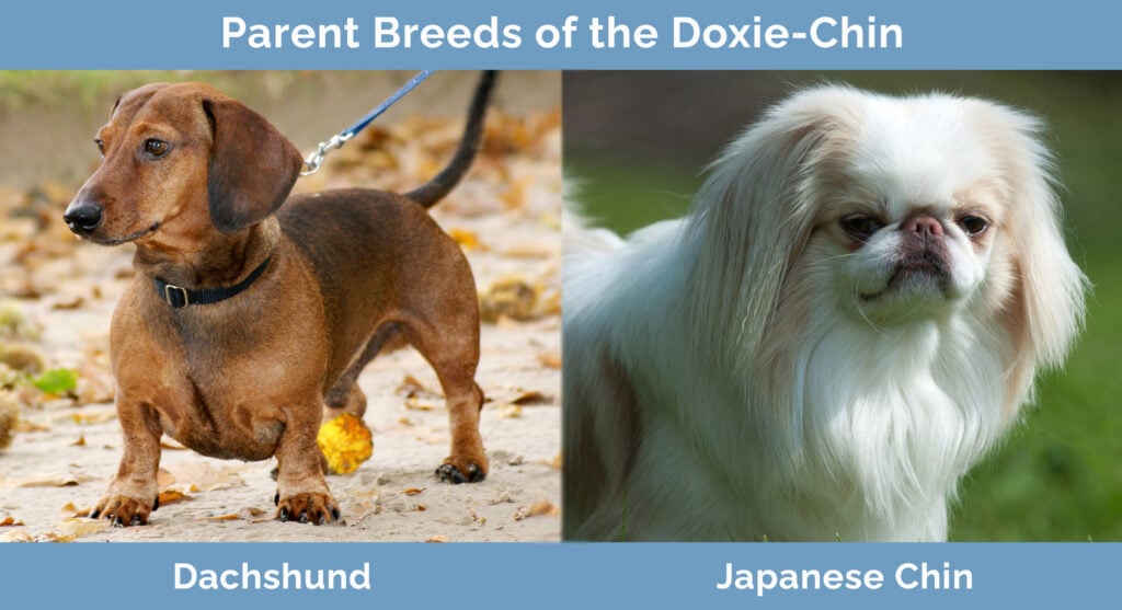Parent Breeds of the Doxie Chin
