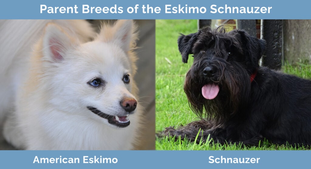 Parent Breeds of the Eskimo Schnauzer