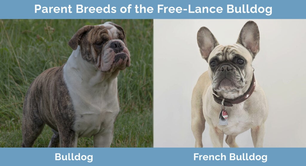 Parent Breeds of the Free-Lance Bulldog