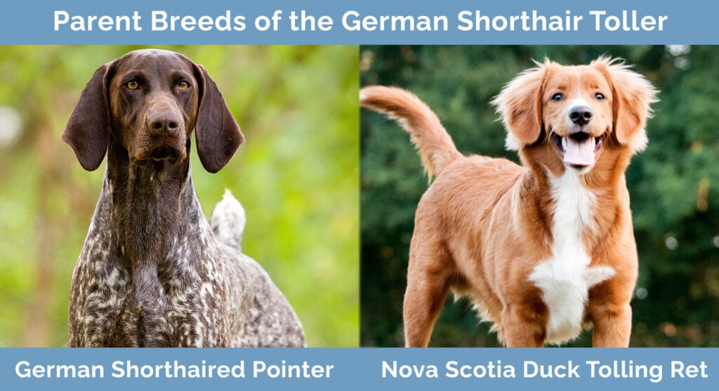 Parent Breeds of the German Shorthair Toller
