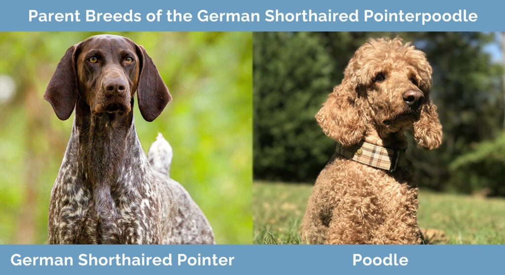 Parent Breeds of the German Shorthaired Pointerpoodle