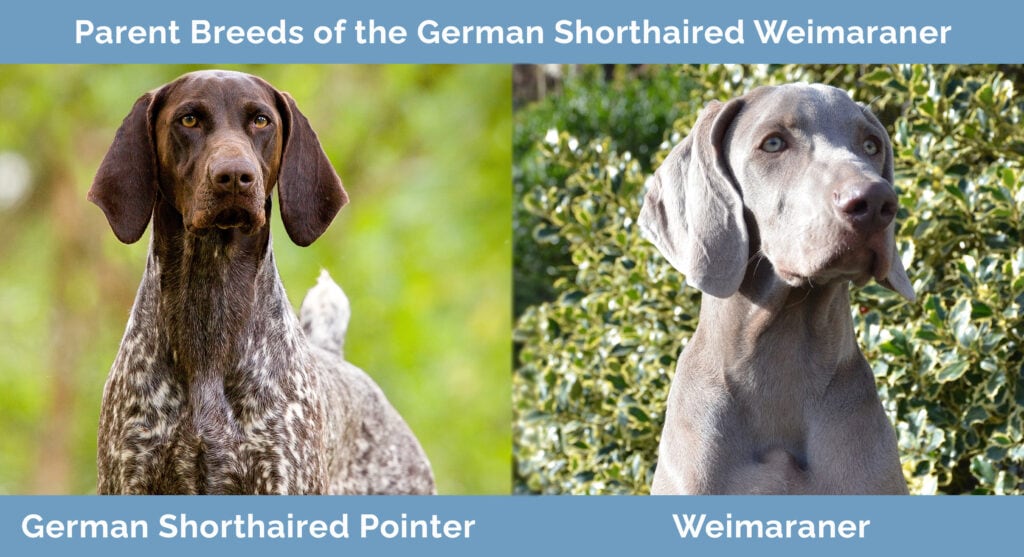 Parent Breeds of the German Shorthaired Weimaraner