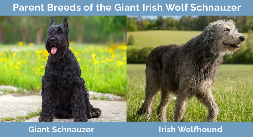 Parent Breeds of the Giant Irish Wolf Schnauzer
