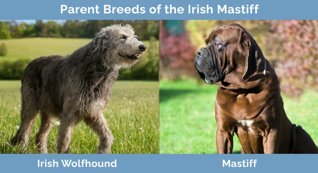Parent Breeds of the Irish Mastiff