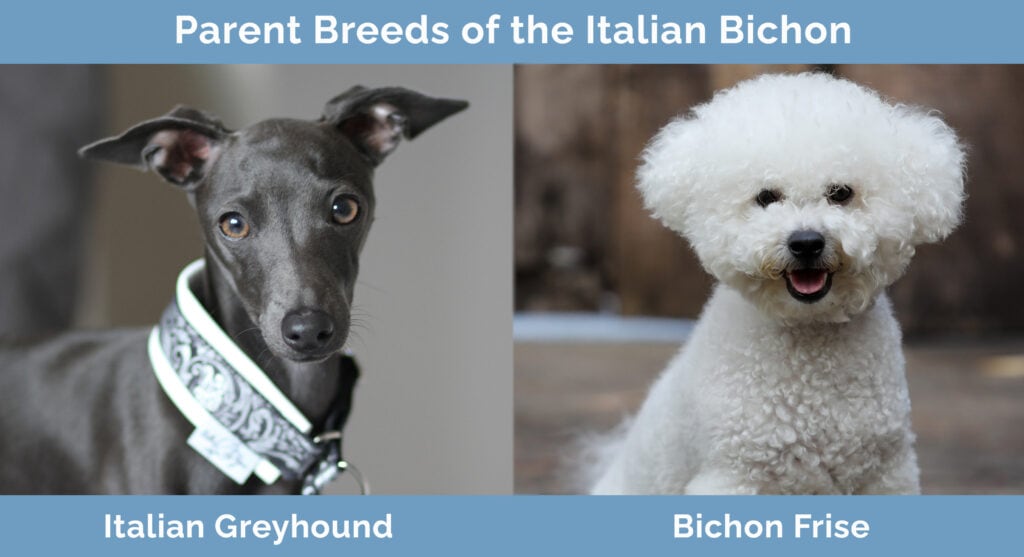 Parent Breeds of the Italian Bichon