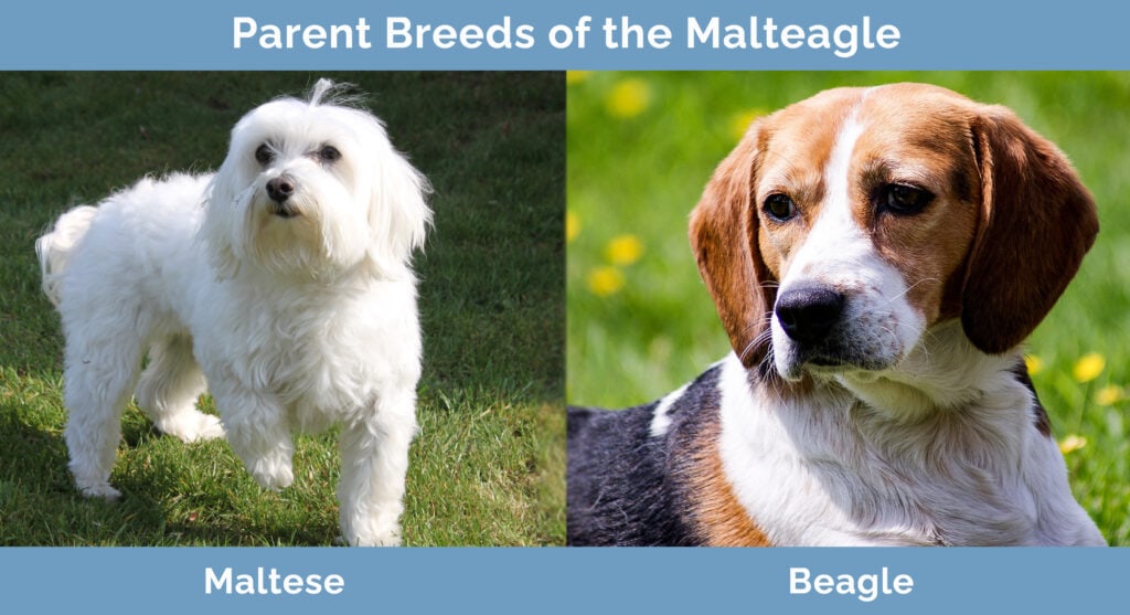 Parent Breeds of the Malteagle