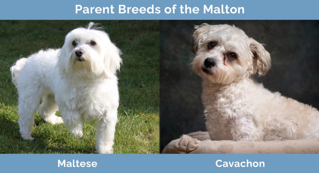 Parent Breeds of the Malton