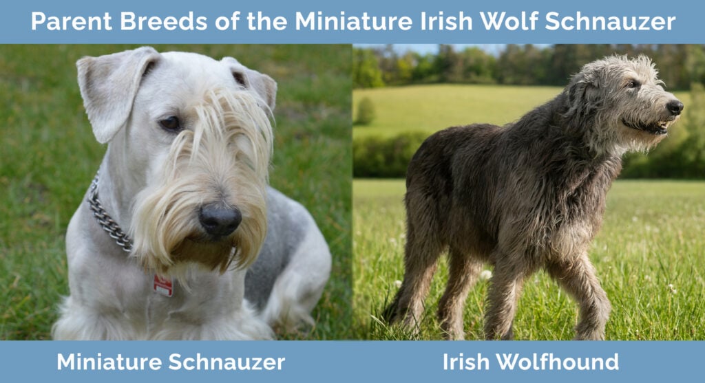 Parent Breeds of the Miniature Irish Wolf Schnauzer
