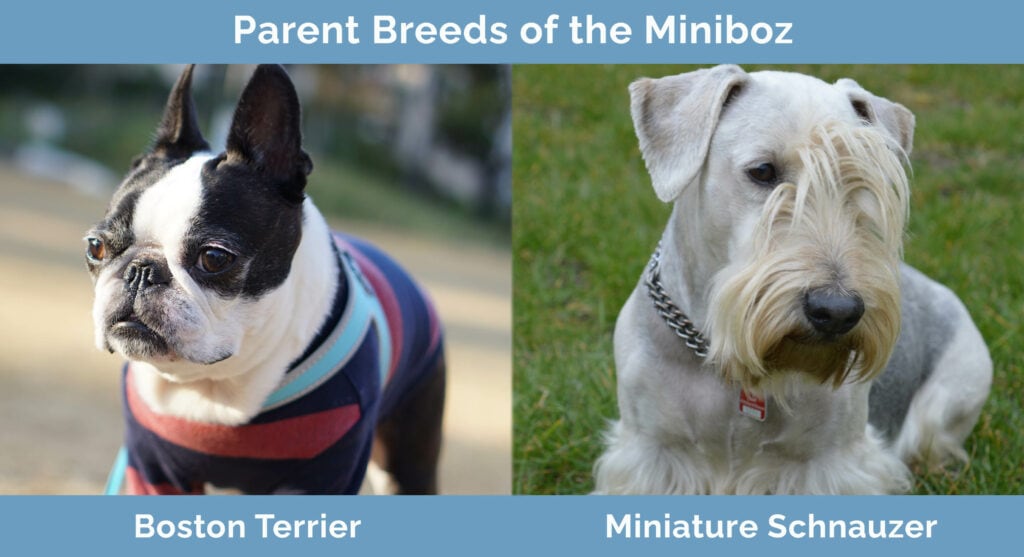 Parent Breeds of the Miniboz