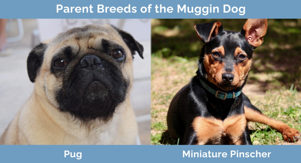 Parent Breeds of Muggin Dog