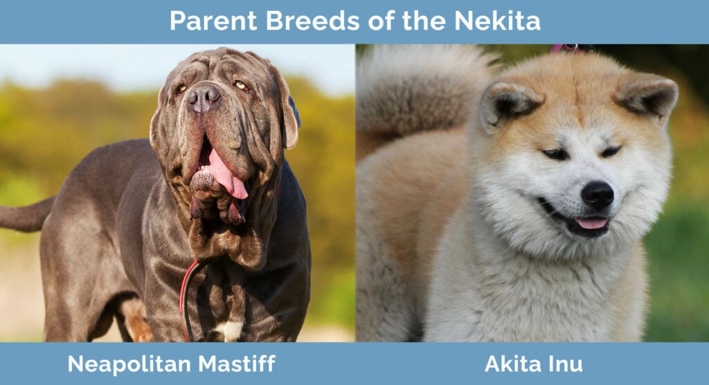 Parent Breeds of the Nekita