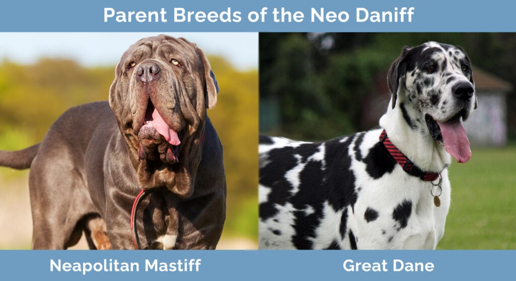 Parent Breeds of the Neo Daniff