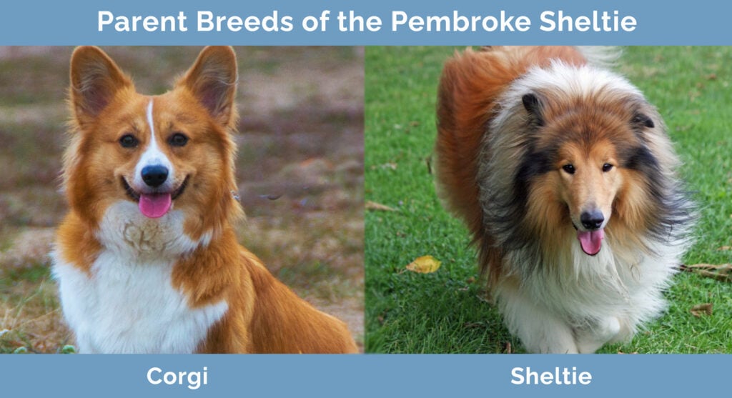 Parent Breeds of the Pembroke Sheltie