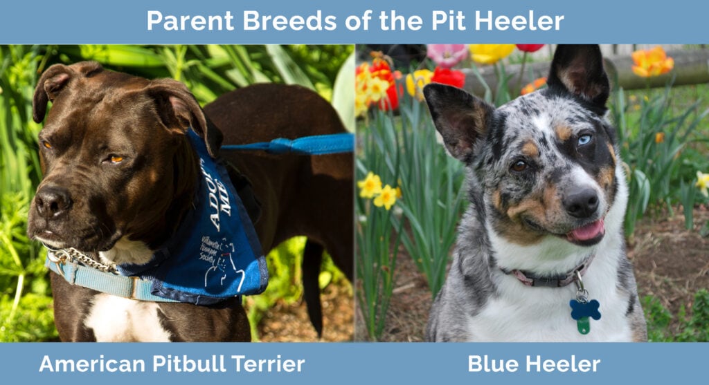 Parent Breeds of the Pit Heeler