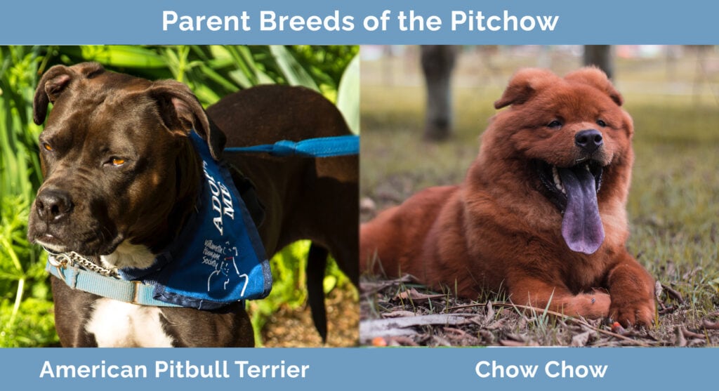 Parent Breeds of the Pitchow