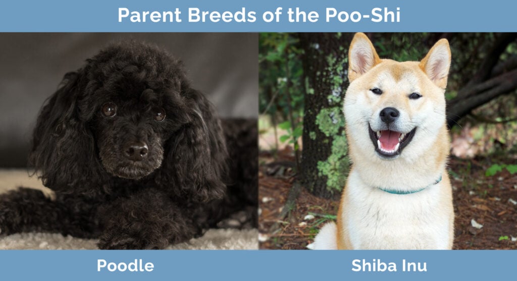 Parent Breeds of the Poo-Shi