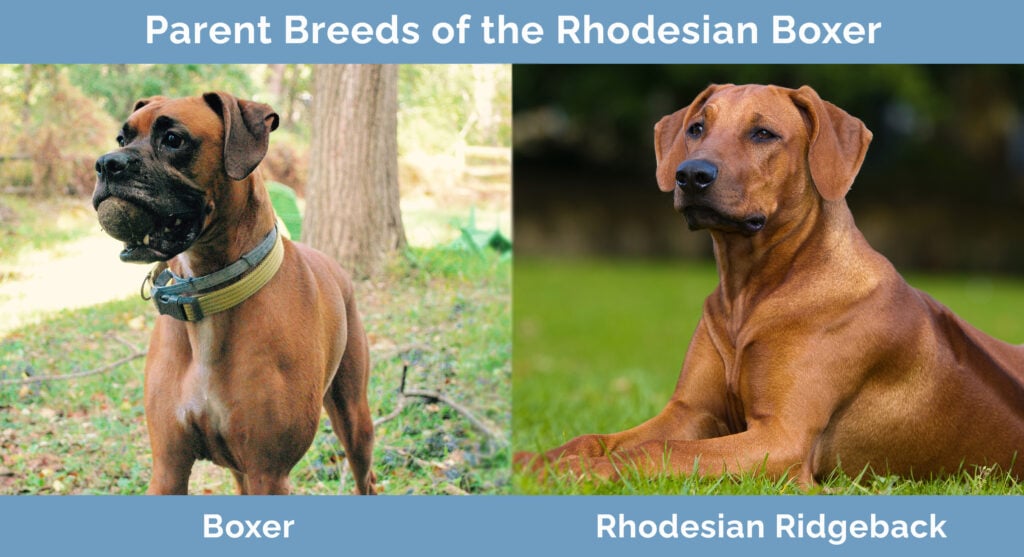 Parent Breeds of the Rhodesian Boxer