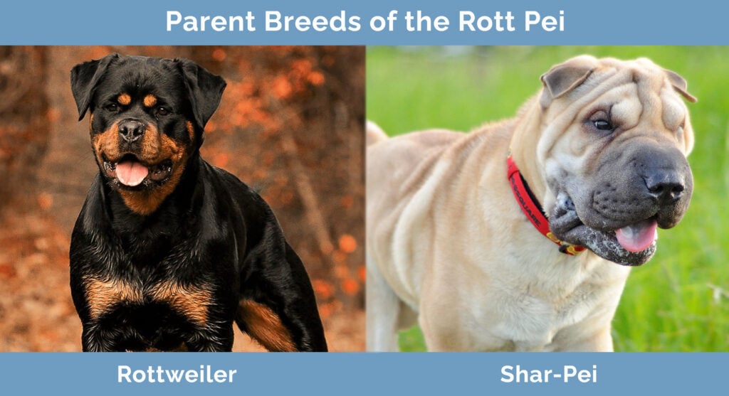 Parent Breeds of the Rott Pei