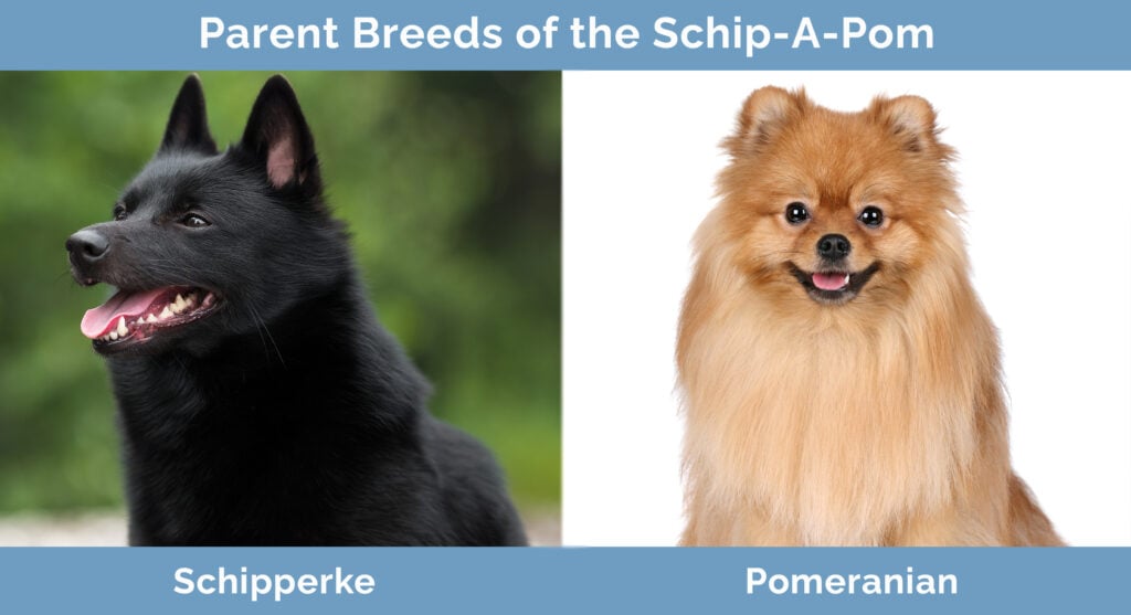 Parent Breeds of the Schip-A-Pom