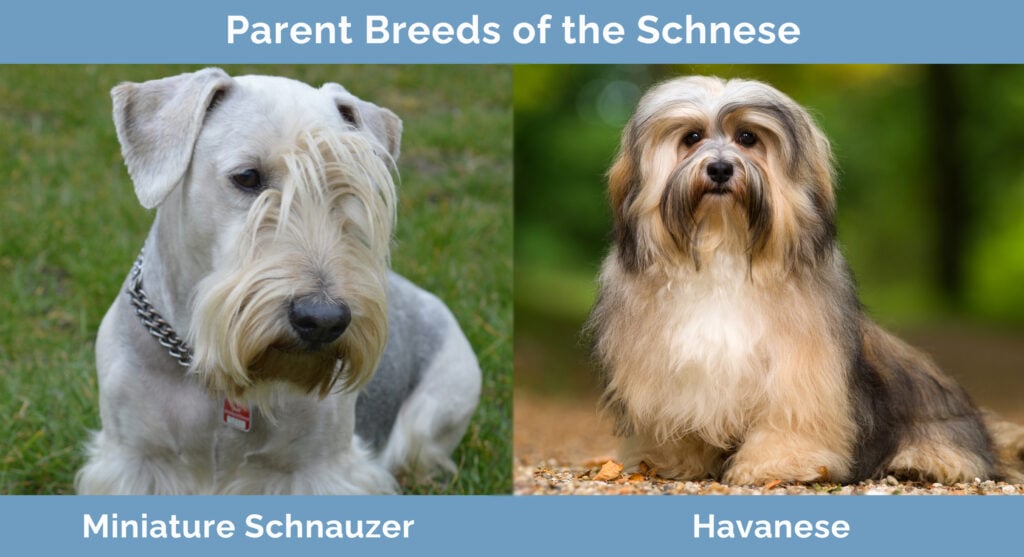 Parent Breeds of the Schnese