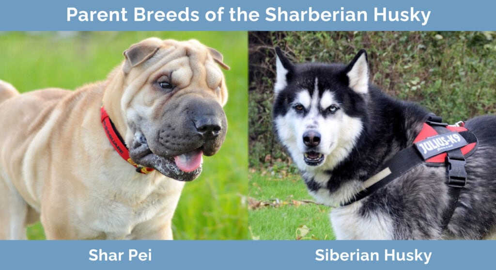 Parent Breeds of the Sharberian Husky
