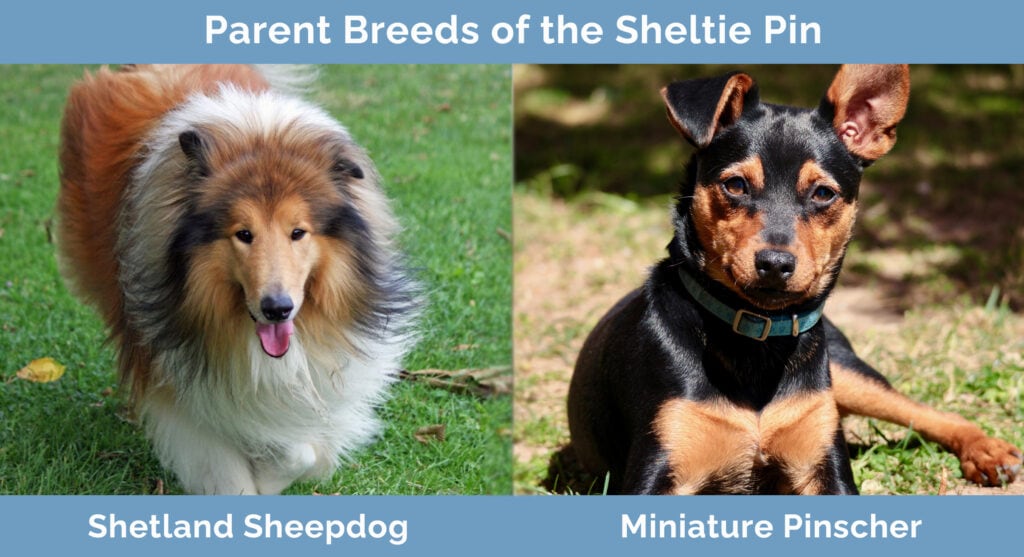 Parent Breeds of the Sheltie Pin