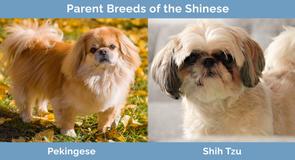 Parent Breeds of the Shinese