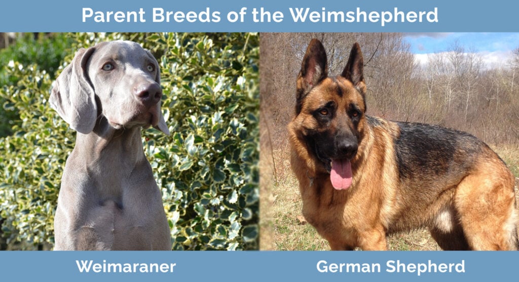 Parent Breeds of the Weimshepherd