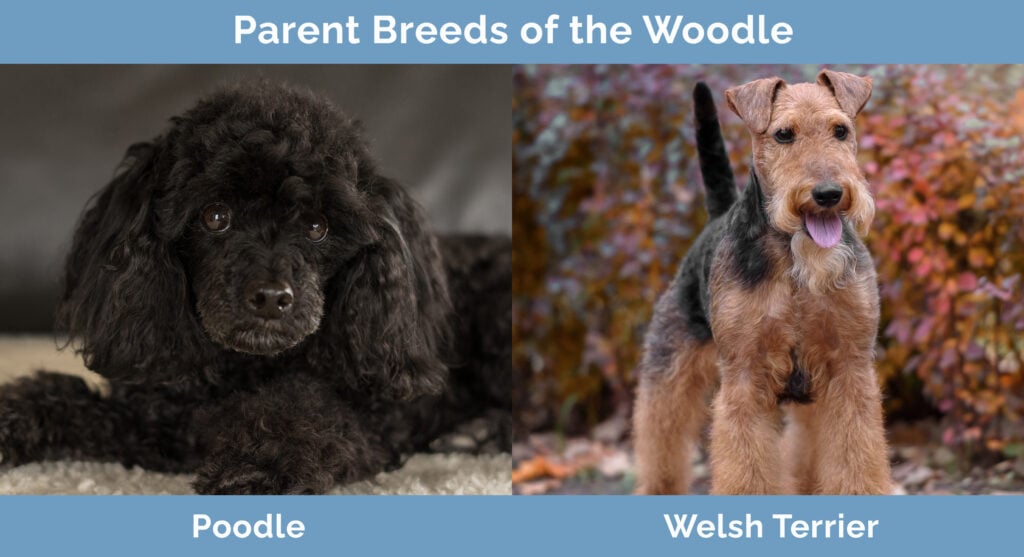 Parent Breeds of the Woodle