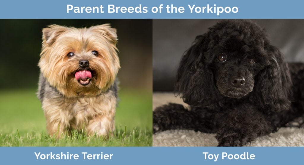 Parent Breeds of the Yorkipoo