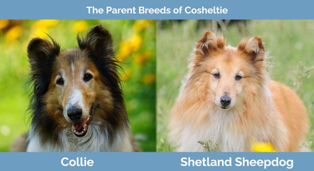 Parent breeds of the Cosheltie