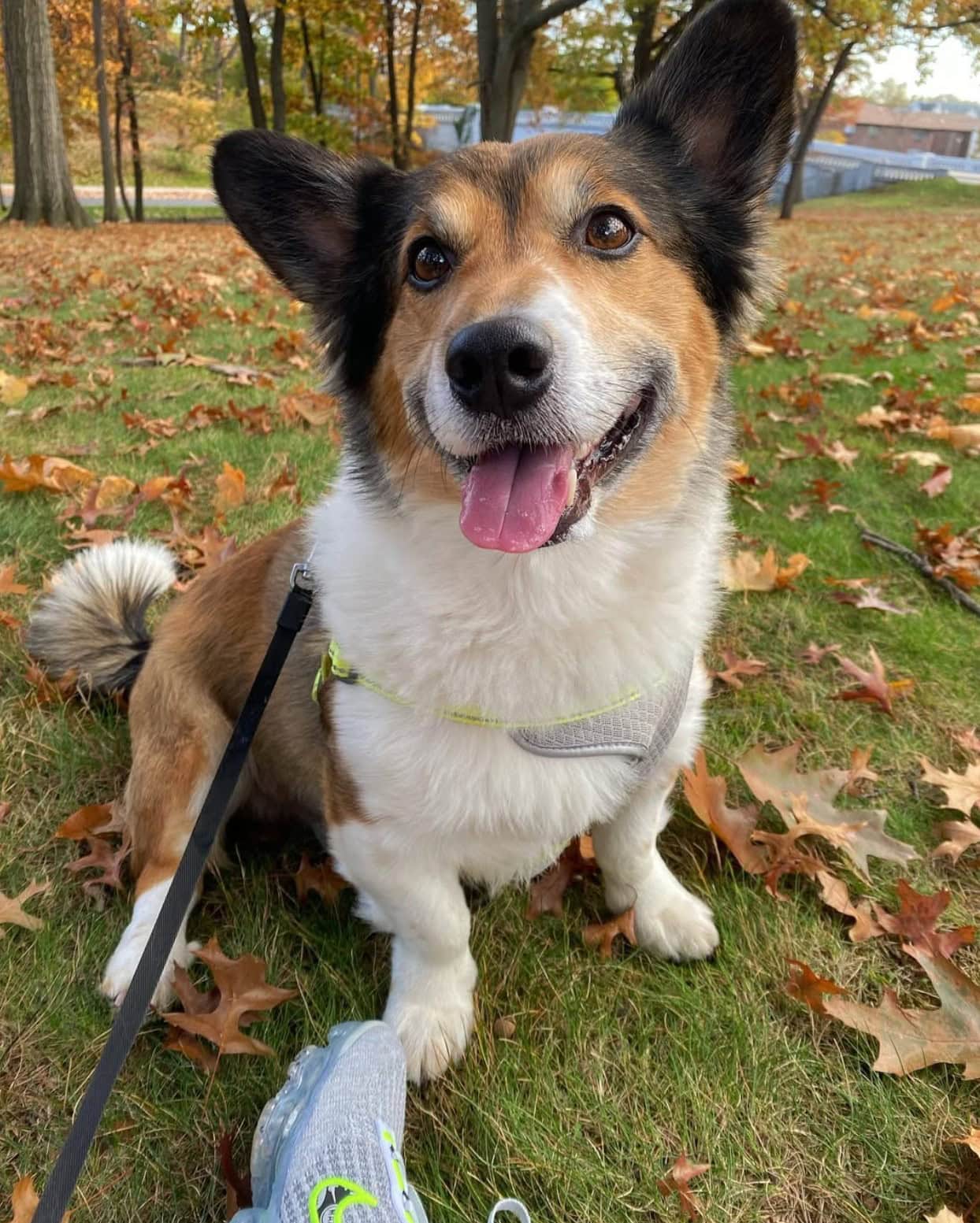 Pembroke Sheltie sitting on a grass in park with leaves on the ground