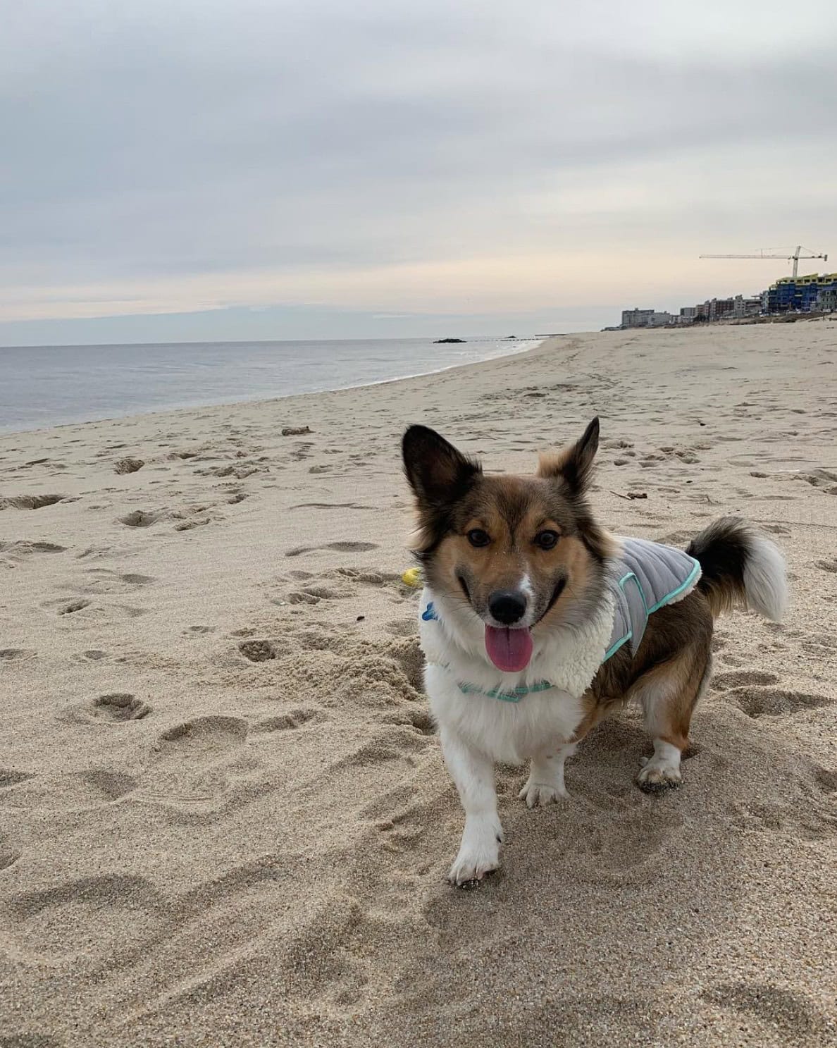 Pembroke Sheltie walking on a beach with a coat on