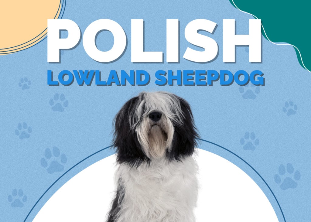 Polish Lowland Sheepdog